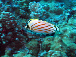 Ornate butterflyfish