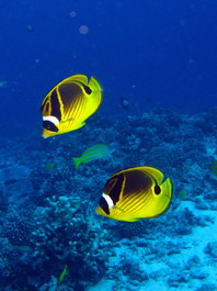 Raccoon butterflyfish