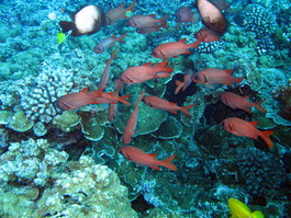 A gang of squirrelfish