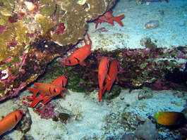 Some squirrelfish