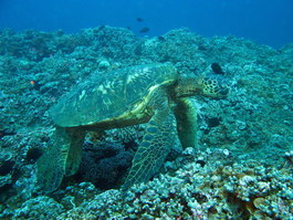 Turtle cleaning station