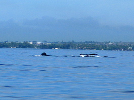 A pair of whales go for a dive