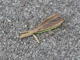 Ants maul a mantis
