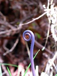 Dicranopteris linearis frond