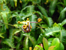 Dicranopteris linearis frond unfurls
