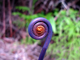 Dicranopteris linearis frond detail