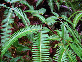 Dicranopteris linearis