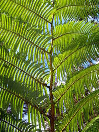 Fern detail