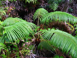 A different fern, from the top side