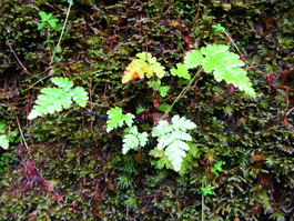 A tiny fern in the moss