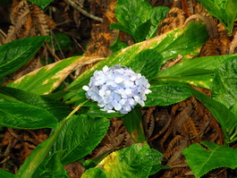 Hydrangea