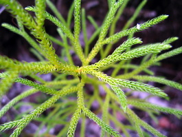 A very cool moss, or fern?