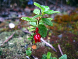 Vaccinium dentatum, I think