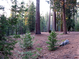 Sites 1, 2, & 3 all by themselves at Camp Crystal Spring