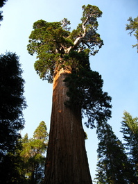 General Grant tree head and shoulders above the rest