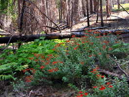 Bright flowers in contrast to the burnt-out forest