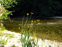 Flowers on the beach of the Kings River