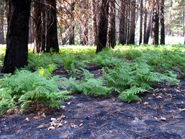 Bright green ferns show contrast with black ground from recent burn