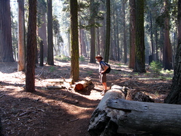 Thanks to the regular fires that come through here, the forest floor is clear