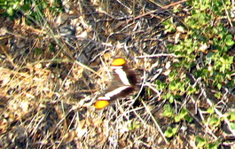A heavily-cropped shot of a butterfly that just would not sit still!