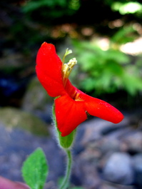 A monkey flower?