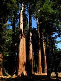 Sequoias
