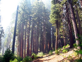 Sequoias already! Note the smoke