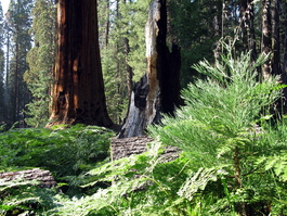 Now in Circle Meadow, we see a sapling, a dead sequoia, and a pretty good-sized one