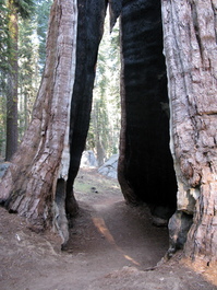 The trail goes right through this tree