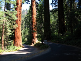 Four large sequoias guard the road to the cave