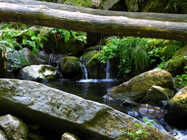 The stream