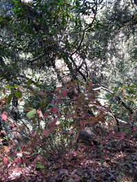 Poison oak, bay laurel, and live oak? Up here???