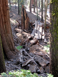 Betcha this tree made a sound, even if no one was around to hear it