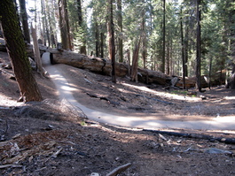 Another tree fell nearby, and a tunnel was formed