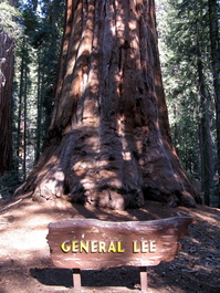 The General Lee tree