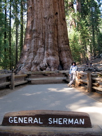 The General Sherman tree