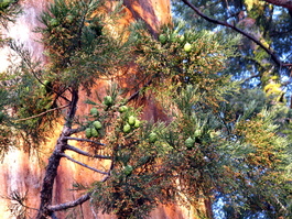 Sequoia pine cones