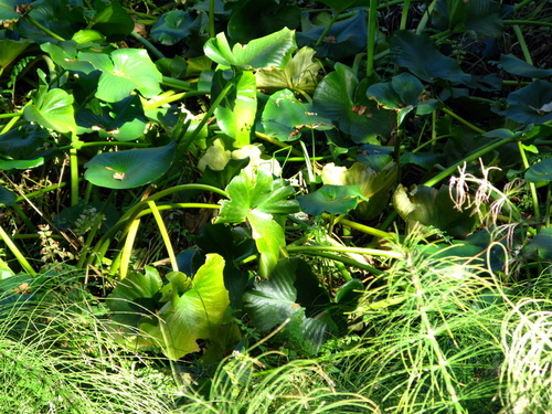 Horsetail ferns and other wetland plants