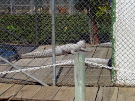 Alligators--normally black--are white from the calcium in the water