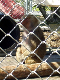 Baboons, unlike their tree-dwelling cousins, have big butts so that they can sit in the hot sand and not burn their paws