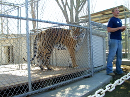 Joel explains that these Bengal tigers are from India
