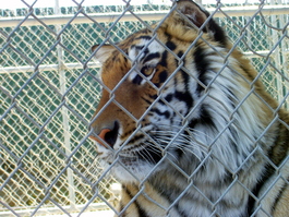 Bengal tiger