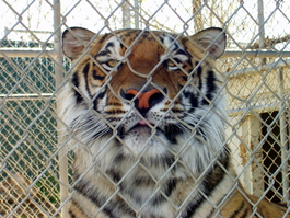 You lookin' at me?!