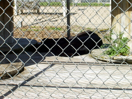 The cats sleep from 16 to 24 hours a day, as this black leopard demonstrates