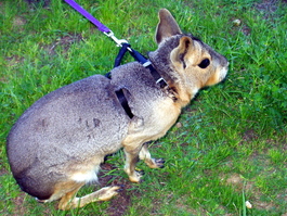 The cavy, the second largest rodent on the planet