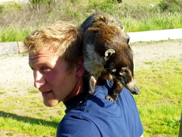 The coati, the raccoon from South America