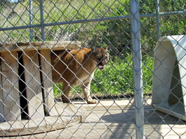 The cougar, our own local big cat