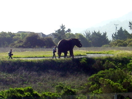 Butch and his entourage stroll across the Savannah