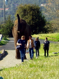 Butch and his entourage approach, bringing breakfast to our tent
