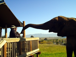 Q: How do you feed an elephant?